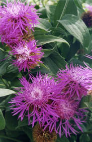 Centaurea phygia